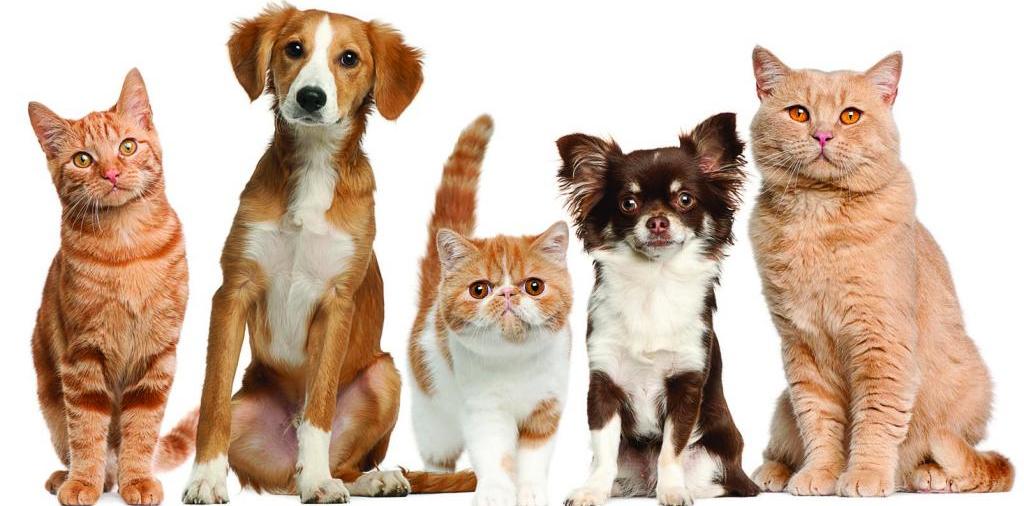 Доска объявлений о животных | ЗооТом - продажа, вязка и услуги для животных в Нестерове