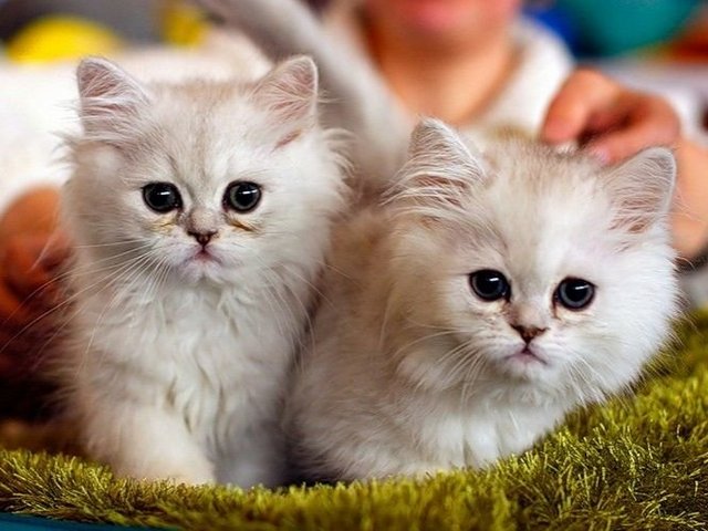 Породы кошек в Нестерове | ЗооТом портал о животных