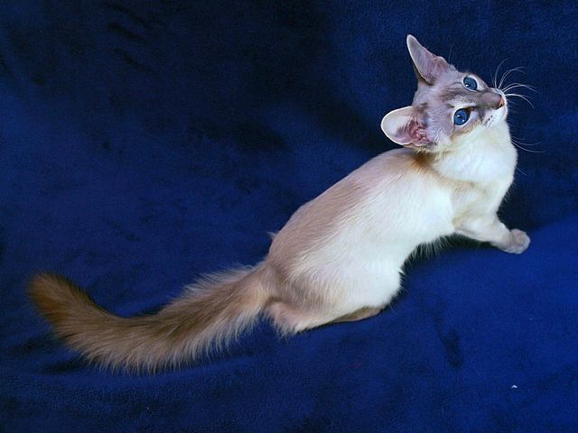 Выведенные породы кошек в Нестерове | ЗооТом портал о животных