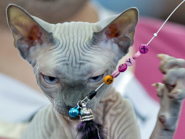 Выставки кошек в Нестерове | ЗооТом портал о животных