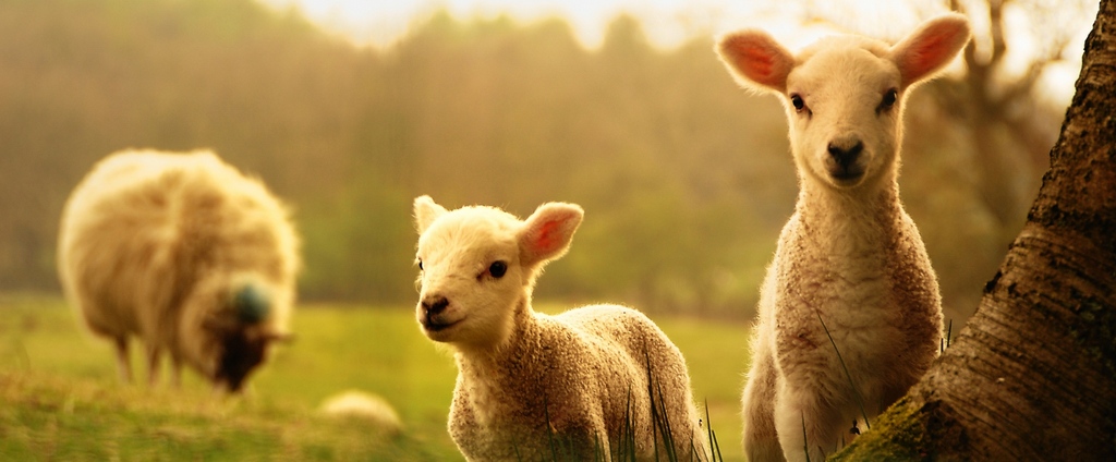 Объявления о сельскохозяйственных животных | ЗооТом - продажа, вязка и услуги для животных в Нестерове