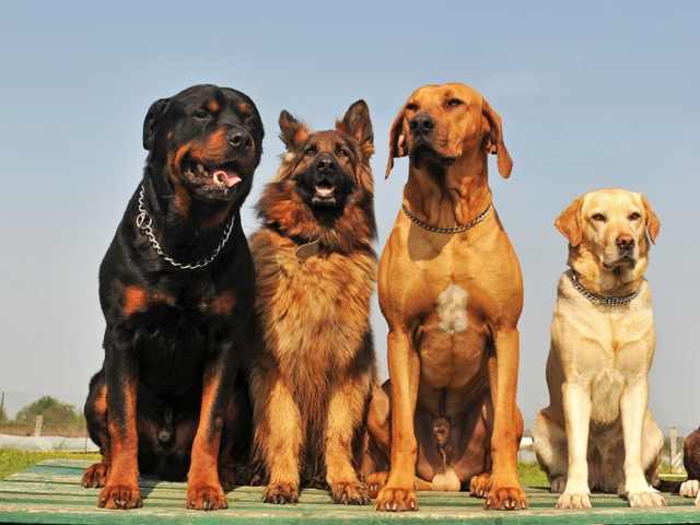 Крупные породы собак в Нестерове | ЗооТом портал о животных